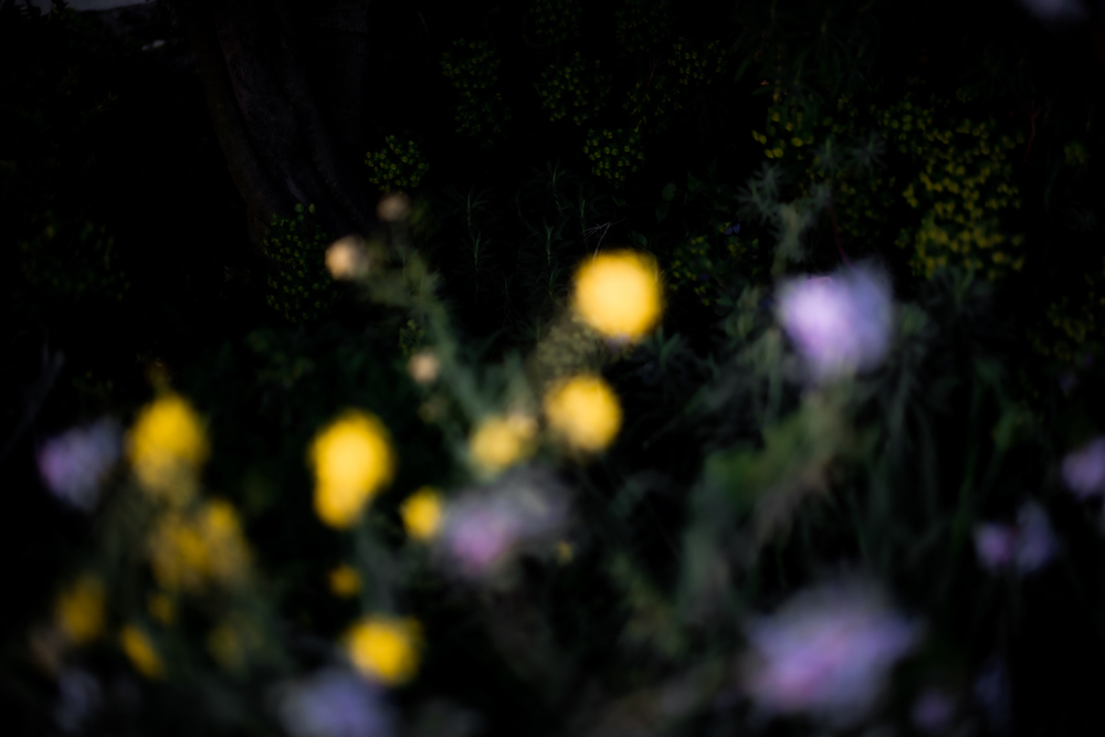 Floral, natural, and textural photography from Mt Hood, Mirror Lake, Lost Lake, Smith Rock State Park, Painted Hills, Blue Pool, Cannon Beach, California.